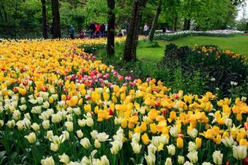 Messer Tulipano (Foto di Alessandro Vecchi - 2015)