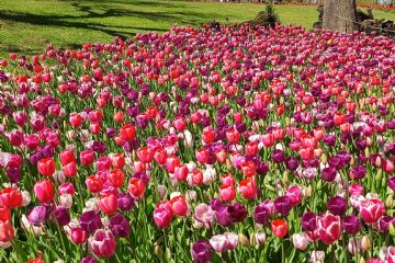 Foto di Alessandro Vecchi (CC-BY-SA 2026)