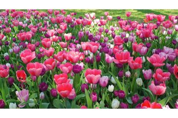 Foto di Alessandro Vecchi (CC-BY-SA 2026)